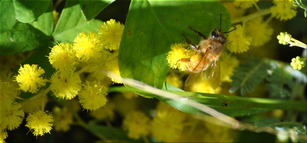 bee_wattle