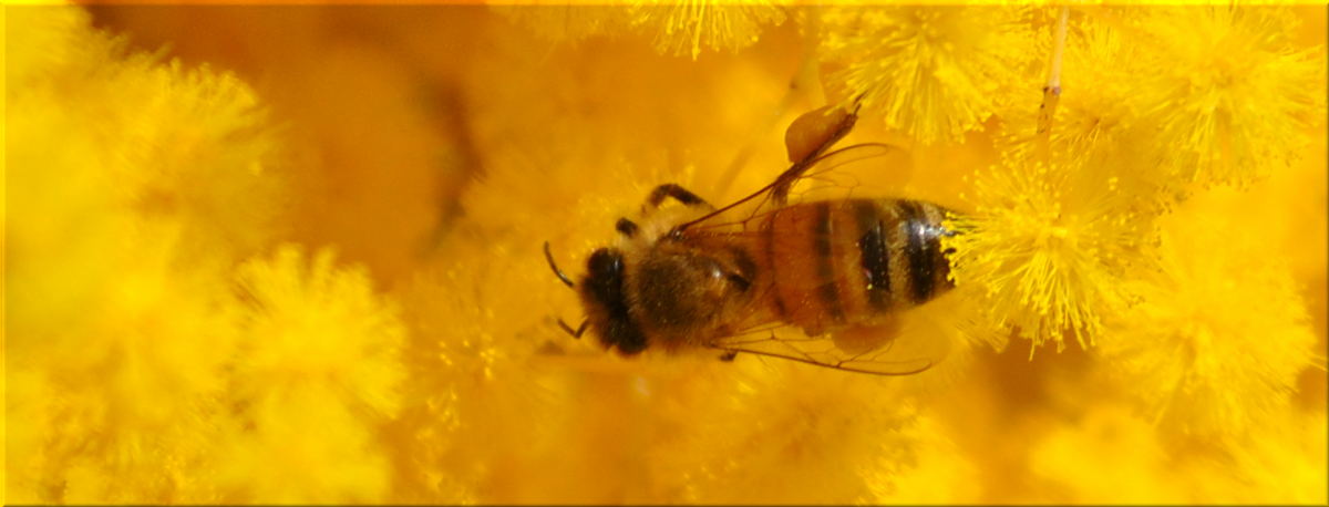 bee_wattle