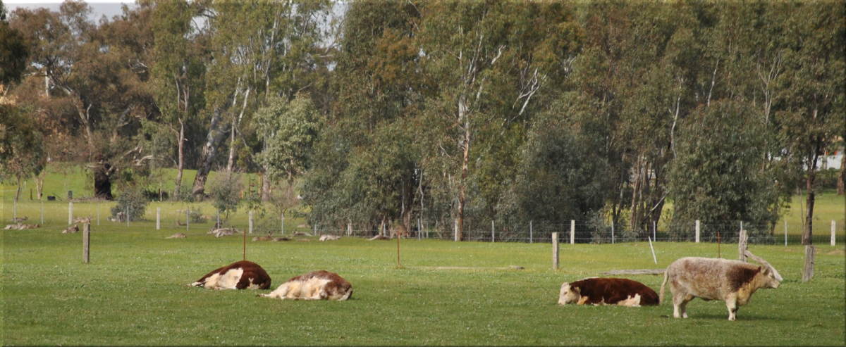 cows_kangaroos