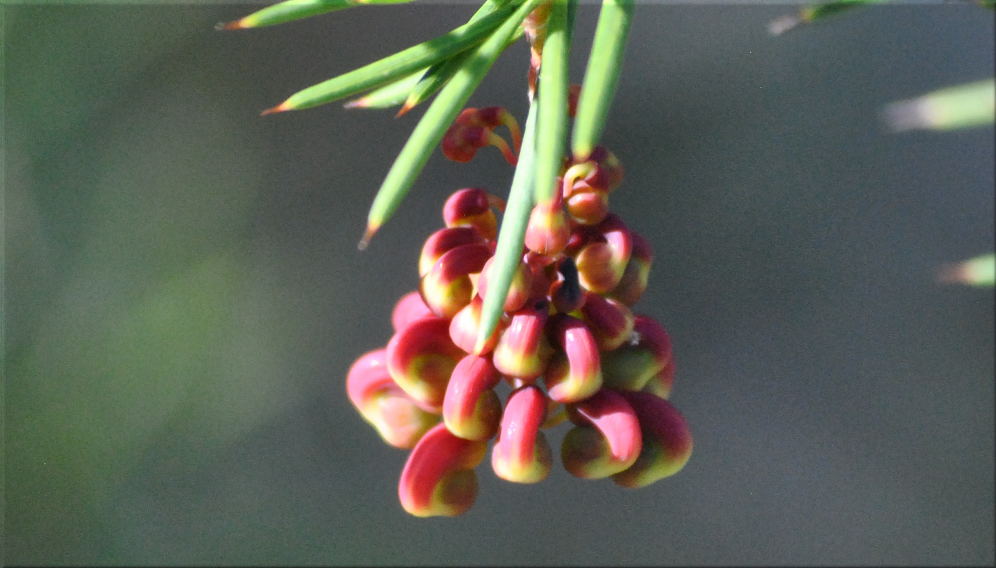 grevillea1