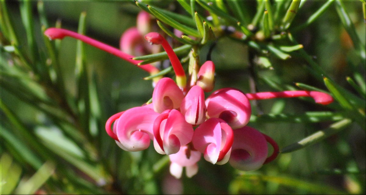 grevillea3