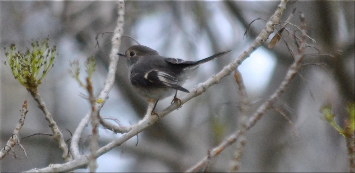 hooded_robin2