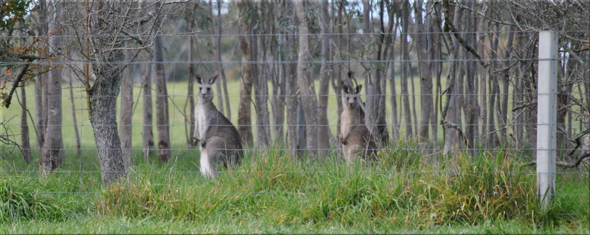 kangaroos2b