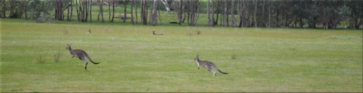 kangaroos3