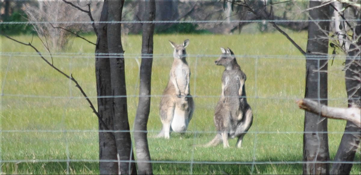 kangaroos_joey