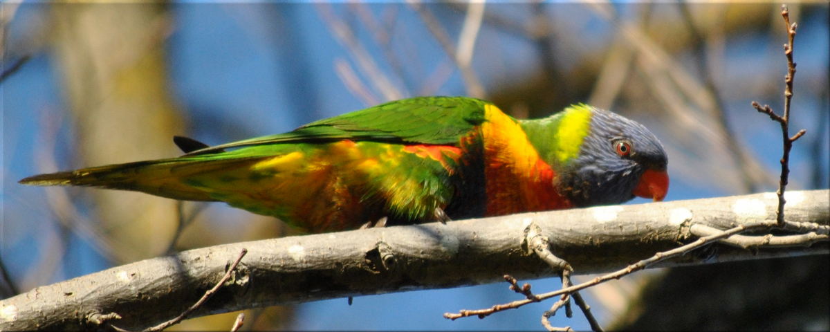 lorikeet1