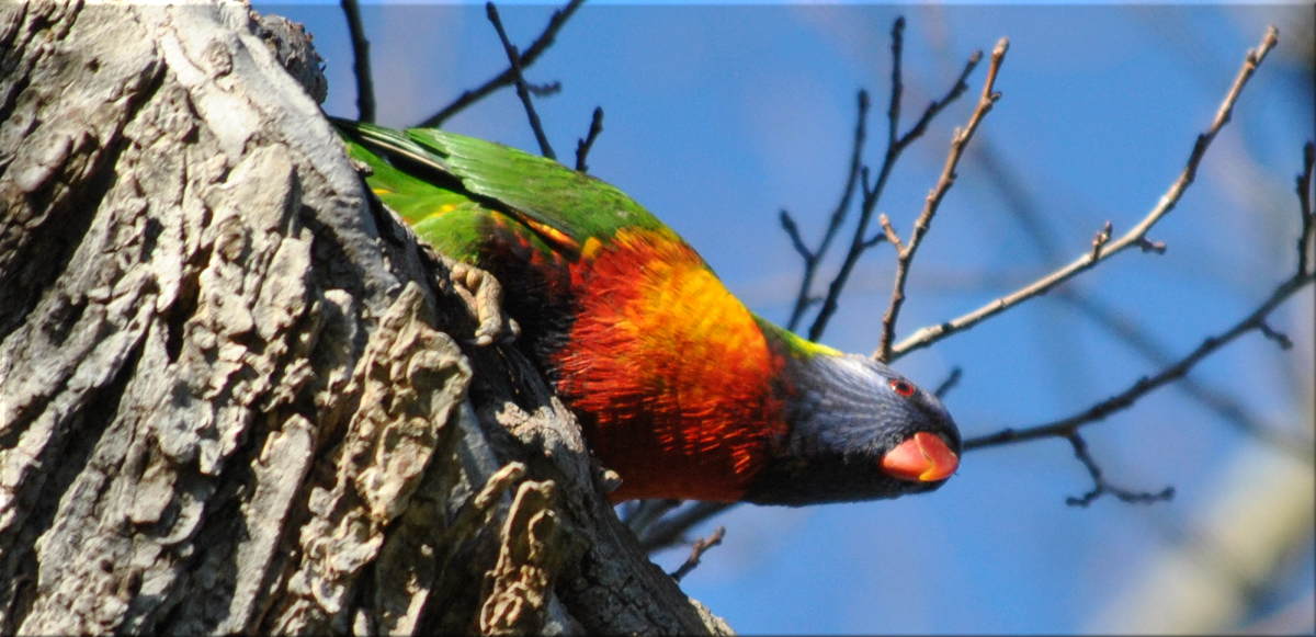 lorikeet2
