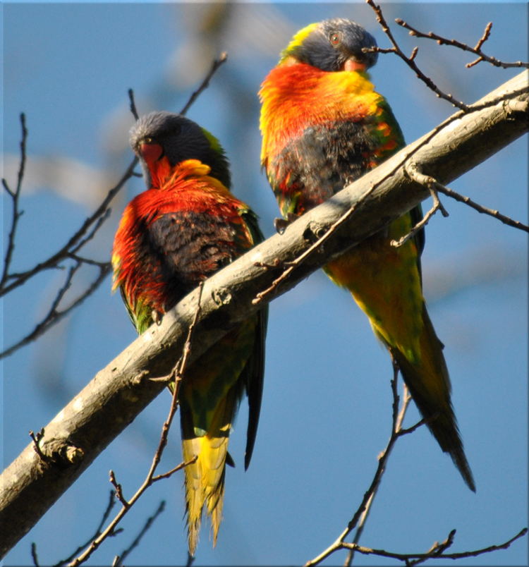 lorikeets4
