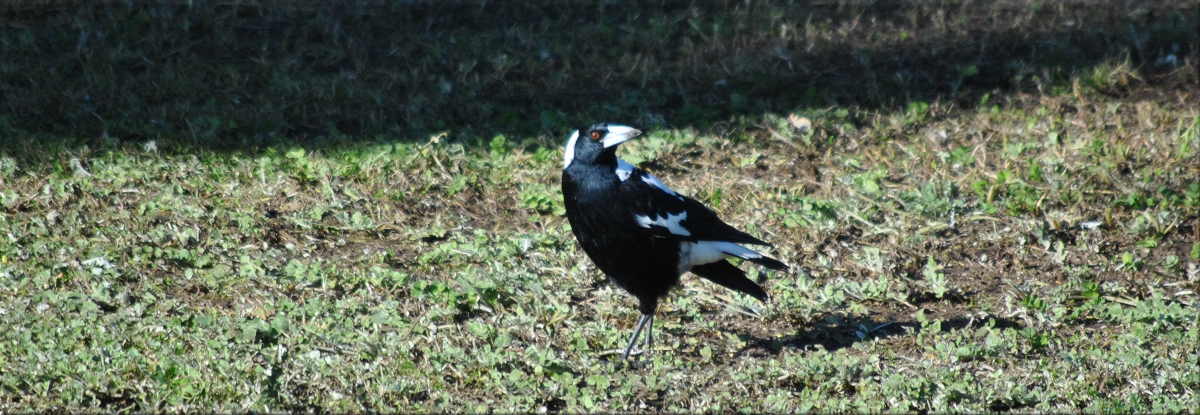 magpie3