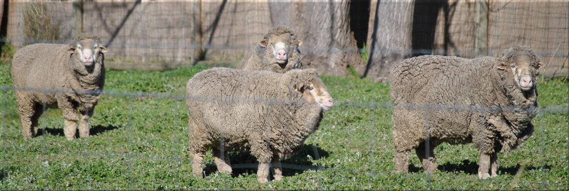 merino_sheep