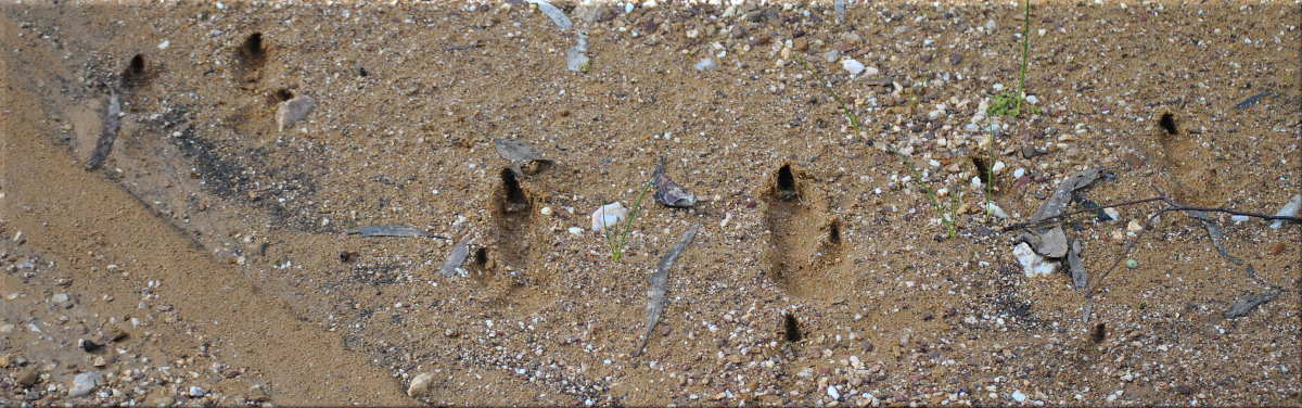 roo_tracks