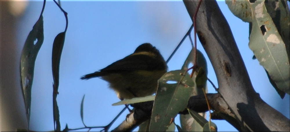 striated_thornbill