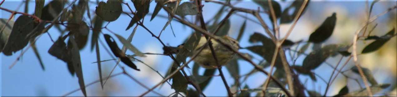 striated_thornbill2