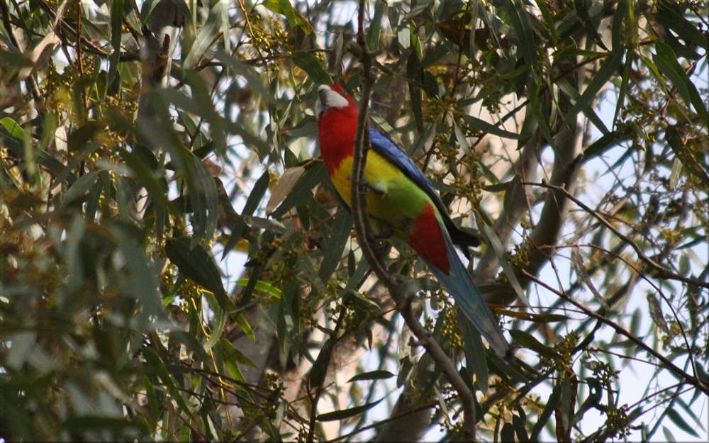 white_cheeked_crimson