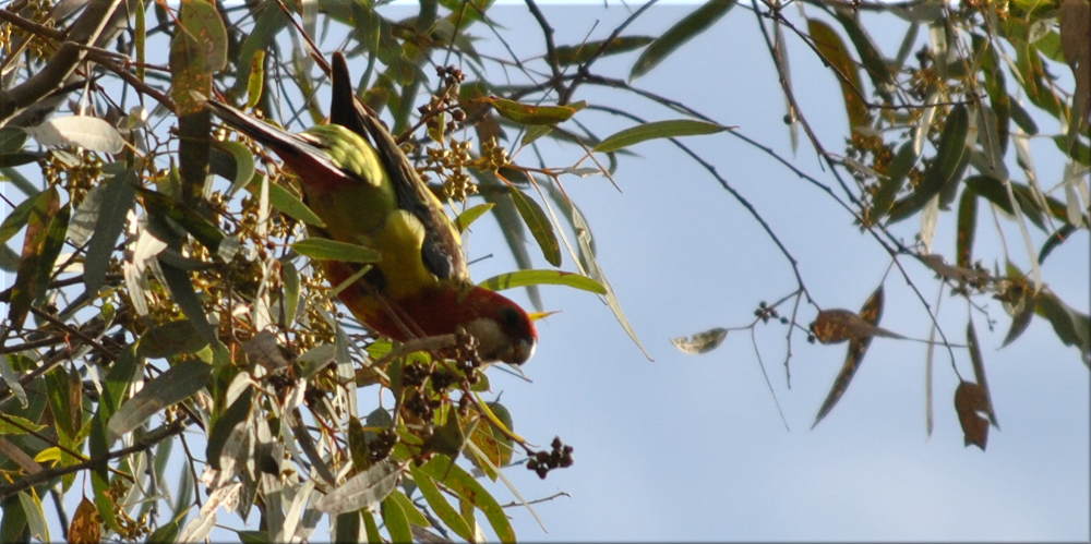 white_cheeked_crimson3