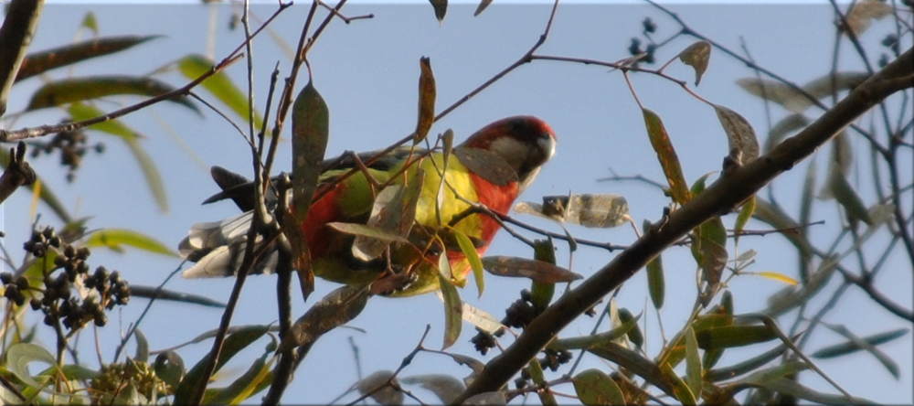 white_cheeked_crimson4