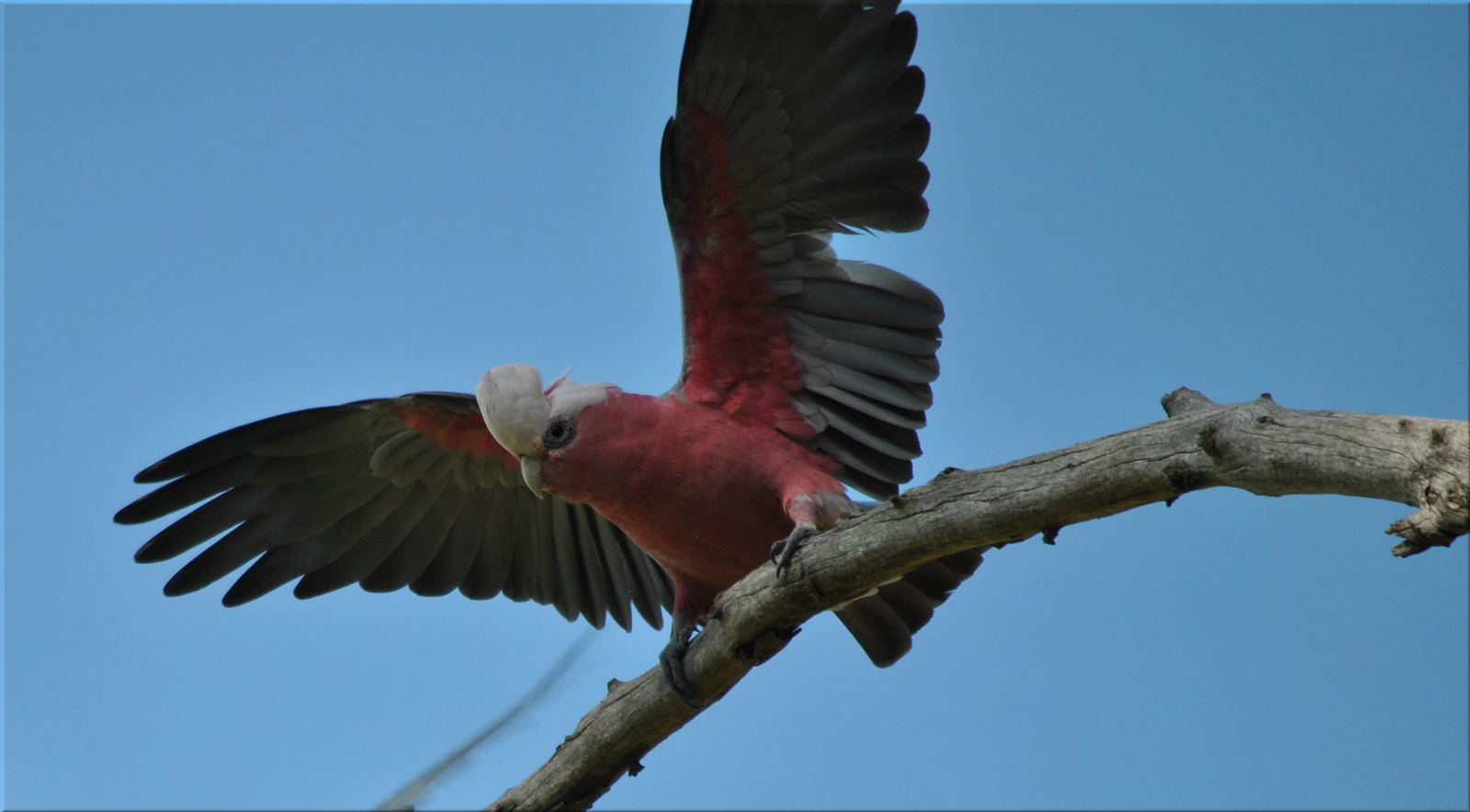 galah