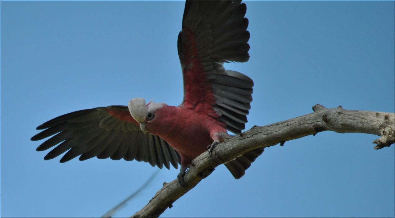 galah