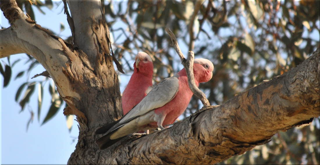 galahs