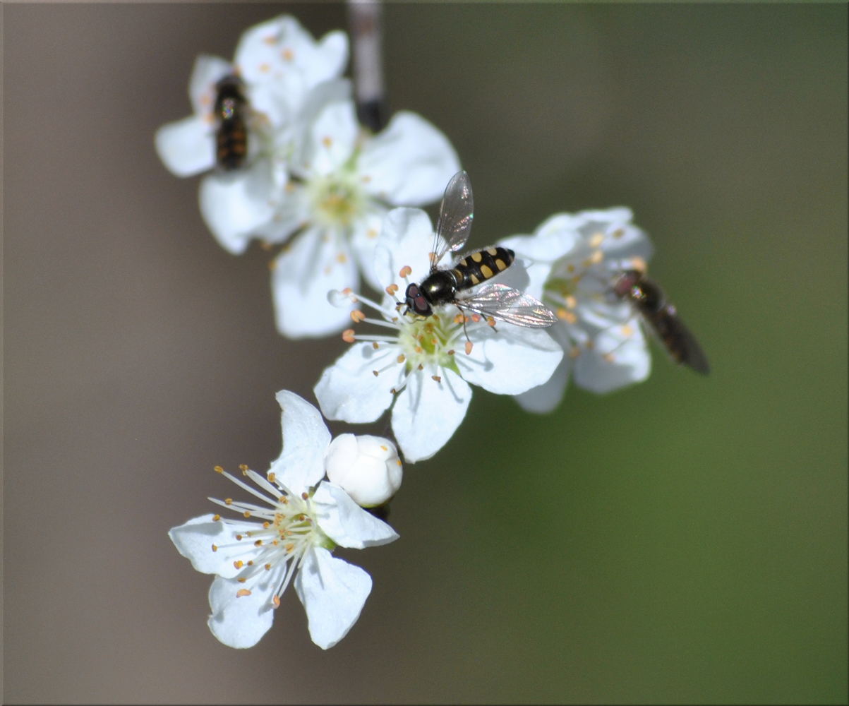hoverfly_hawthorn
