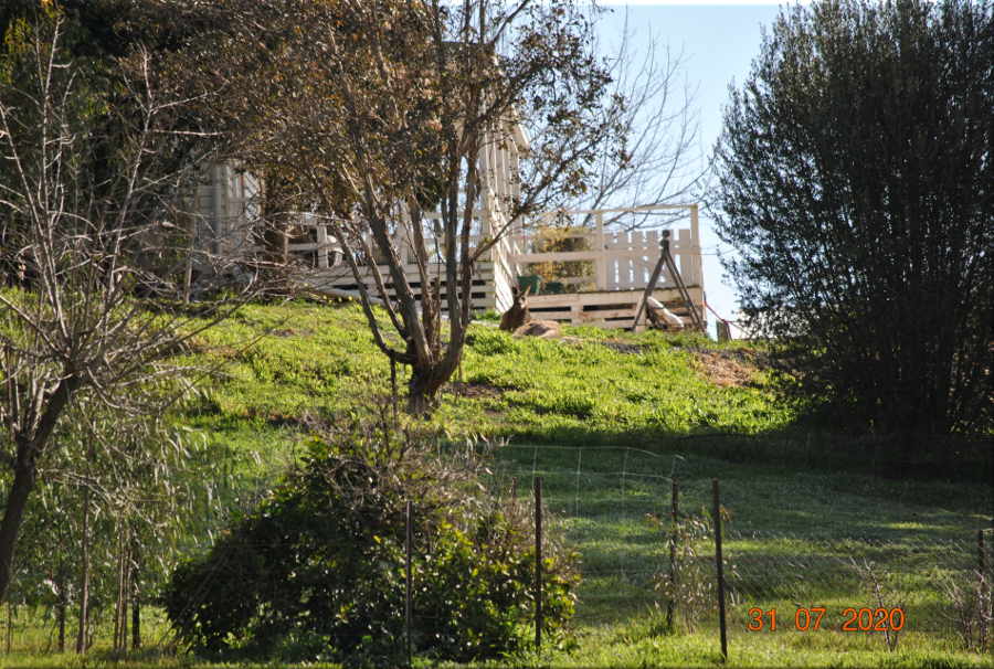 kangaroo_in_yard.jpg
