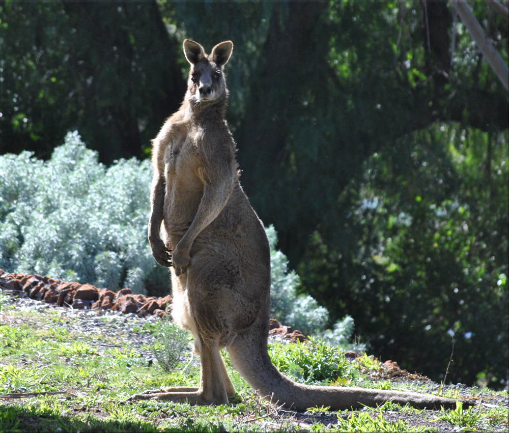 kangaroo_in_yard3