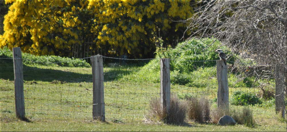 kookaburra_wattle