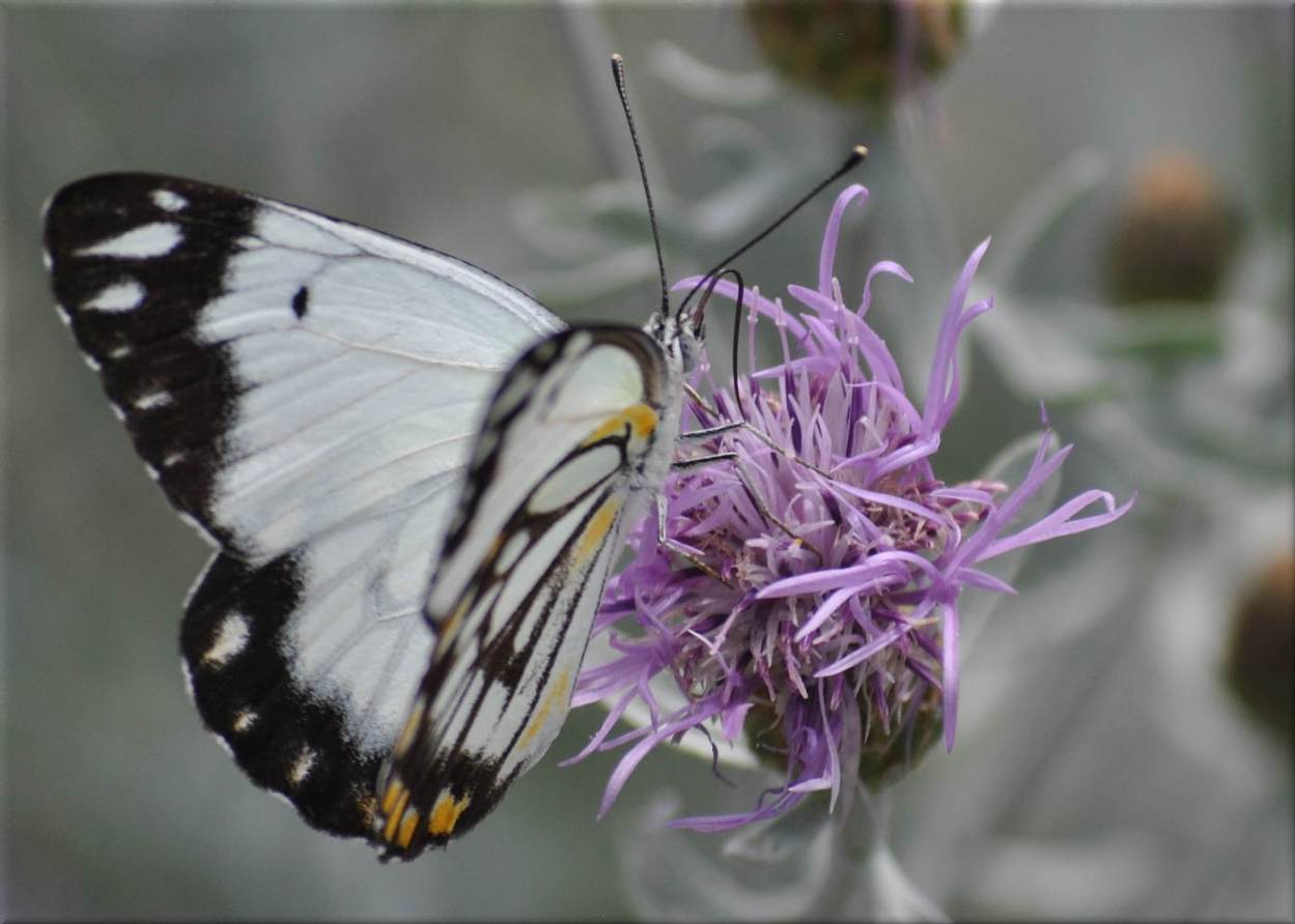 Caper White Butterfly
