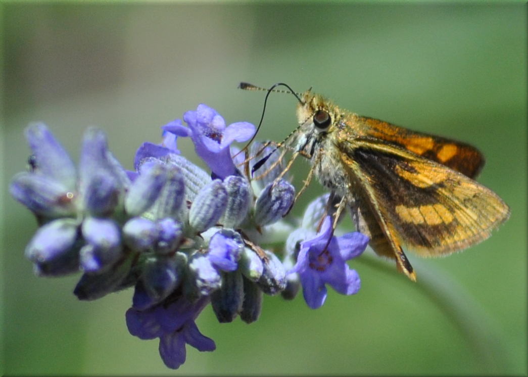 Skipper butterfly in English lavender